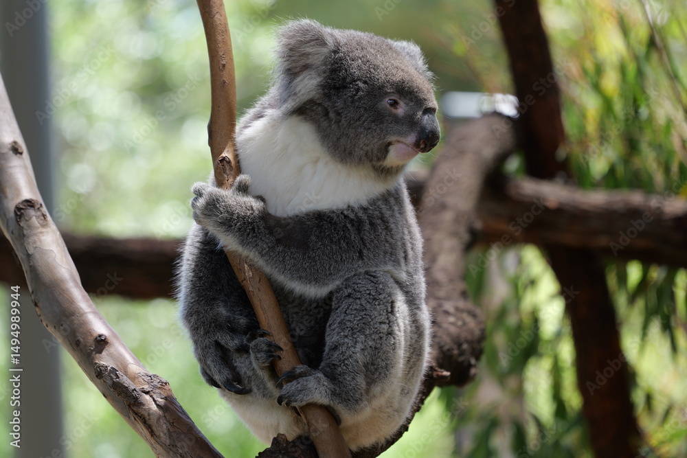 koala in tree koala in tree