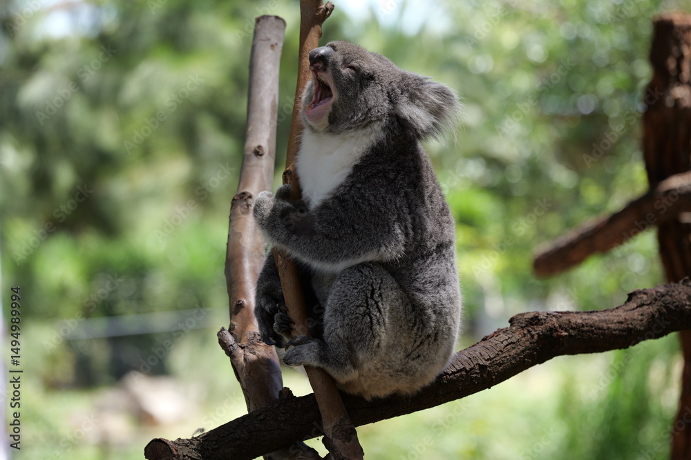 Naklejka premium Koala yawns
