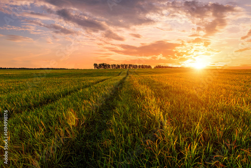 Golden hour over grain field for pastoral serenity. Sunlight illuminating wheat field with harvest bounty. Agribusiness farming land for bread production, tranquil scene.