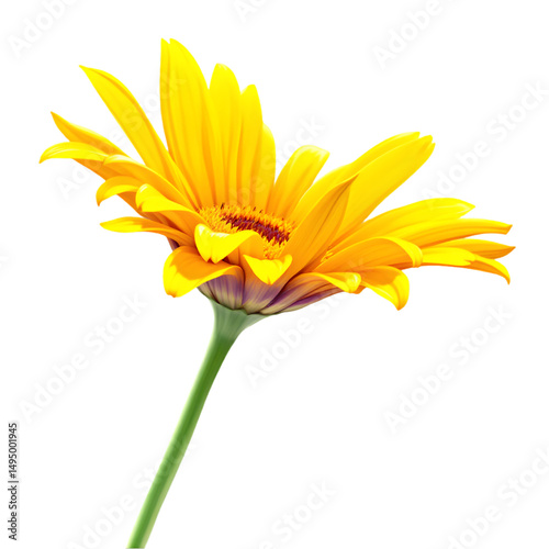 Vibrant Yellow Gerbera Daisy Flower Isolated on Black Background Studio Shot Blooming Blossom Spring Summer Nature Floral Photography Botanical Image Bright Sunny Yellow Petals    