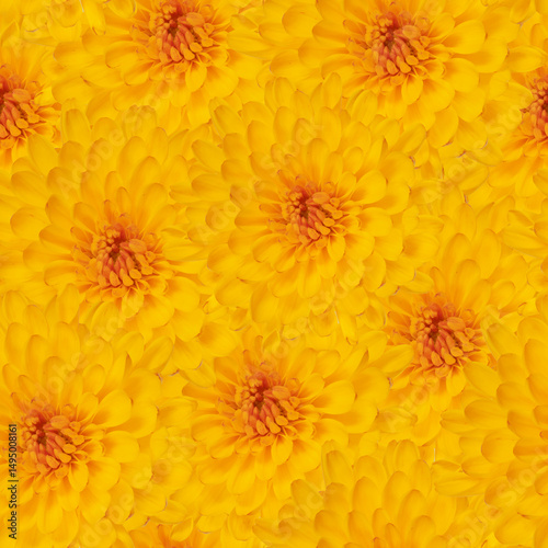 Bright Seamless Pattern Featuring Vibrant Yellow Chrysanthemum Flowers