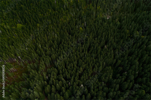 aerial view of forest