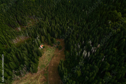 aerial view of forest
