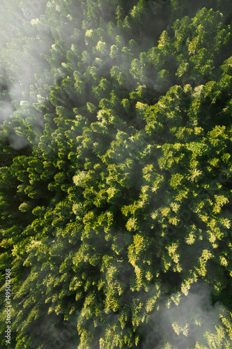 green leaves in the forest