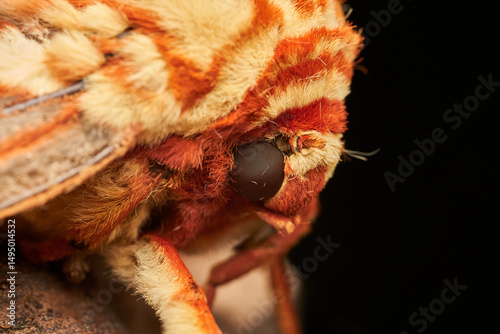 macro shot of giant violet moth on branch