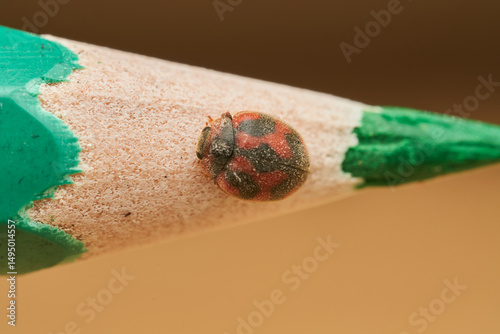closeup view of novius cardinalis on pencil tip