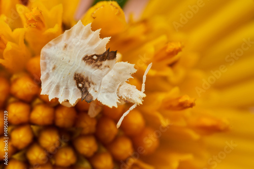 macro shot of phymatinae on yellow flower