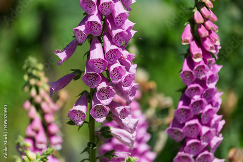 Garden flower, Foxglove, Tiger rose, close up garden beautiful flowers