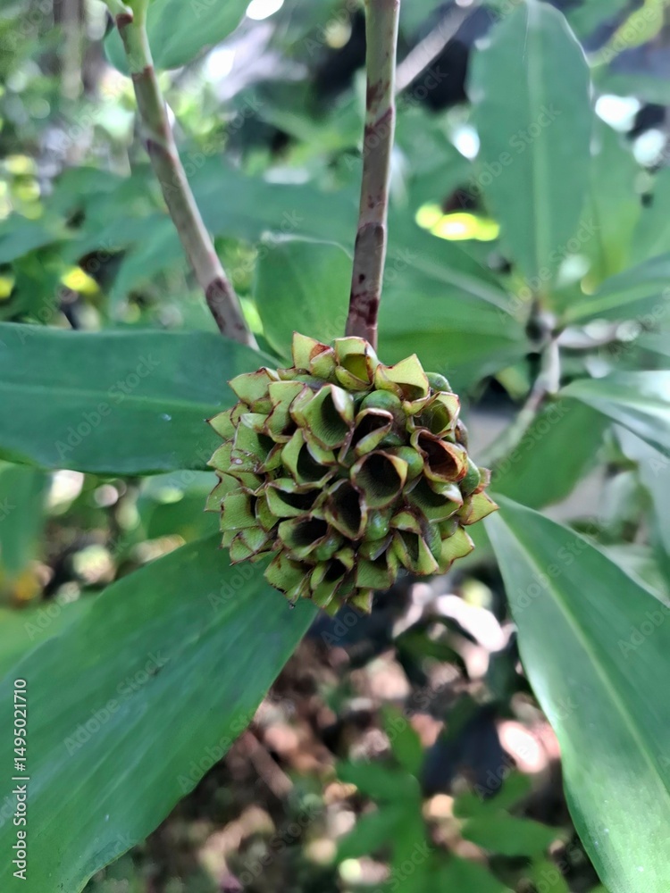 Fototapeta premium Unique Green Seed Pod with Intricate Pattern