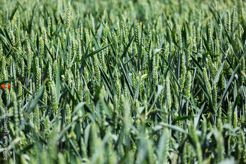 Field with unripe wheat or rye, close-up ears, concept agriculture, agrocomplex