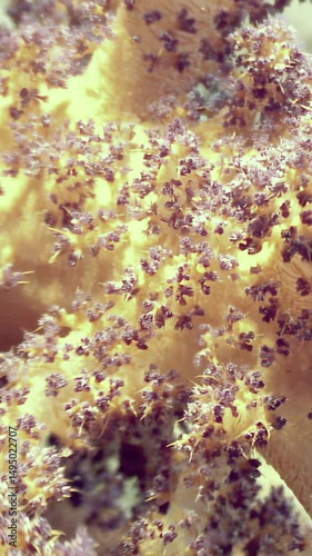 Explore stunning colony of red tree soft corals showcasing intricate textures and colors. This vibrant underwater ecosystem flourishes in warm, crystal-clear waters of Red Sea, teeming with life.