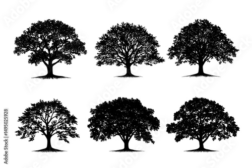 A silhouette of a large tree in black and white, used to form a collection of plants in a certain area