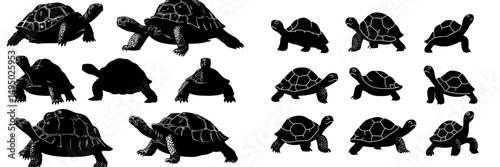 Turtles, along with other sea creatures and reptiles, are shown swimming in various positions, accompanied by a full-body silhouette collection of tortoises and wild turtle silhouettes set against a