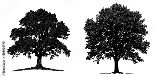 Oak tree modern graphics and illustrations showcase the modern silhouette of an oak tree, highlighting its timeless beauty and majestic presence in nature