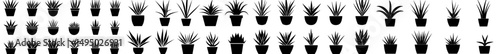 A modern illustration of aloe vera is depicted alongside hand-drawn agave leaves in black on a white background, showcasing a cosmetic plant silhouette