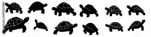 A tortoise silhouette is shown, along with a set of tortoises in various walking positions, all isolated on a white background