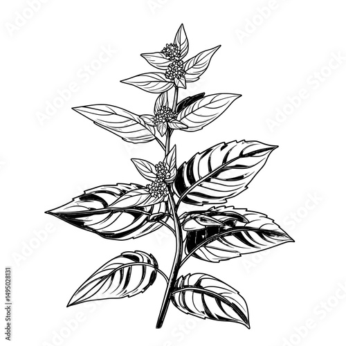A minimalist 2D illustration of holy basil, or tulsi, is presented as a modern icon, with the subject matter set against a simple white background