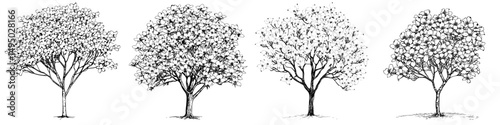 A modern watercolor depiction of a Dogwood Tree is set against a white background, with the tree isolated, and is described as a Dogwood Tree modern