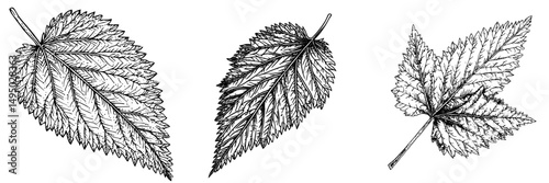 The image features a watercolor painting of Nettle Leaf, modern in style, on a plain white background