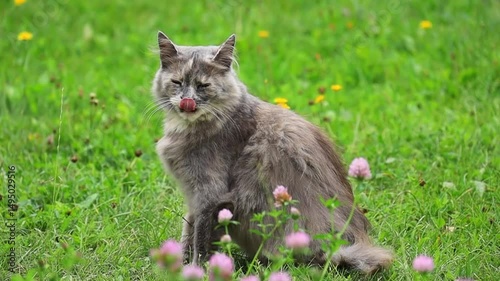A fluffy grey cat is resting on the green grass in slow motion. A pet on a green lawn in the summer.