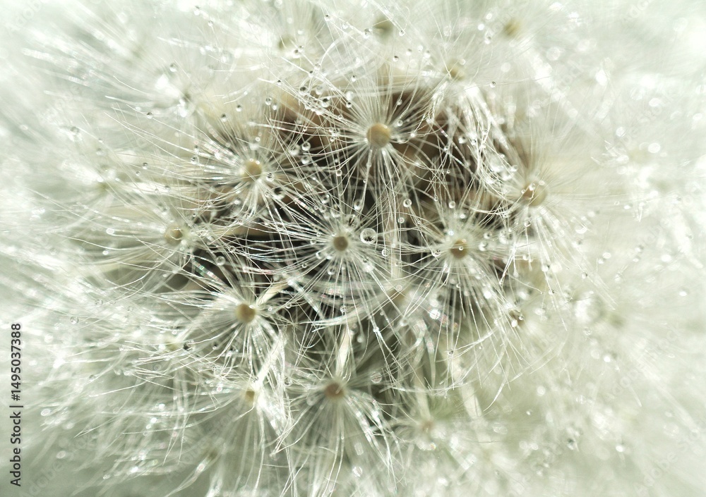 Fototapeta premium dandelion seed head
