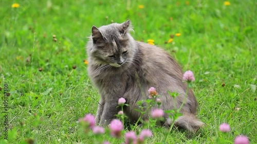 A fluffy grey cat is resting on the green grass in slow motion. A pet on a green lawn in the summer.