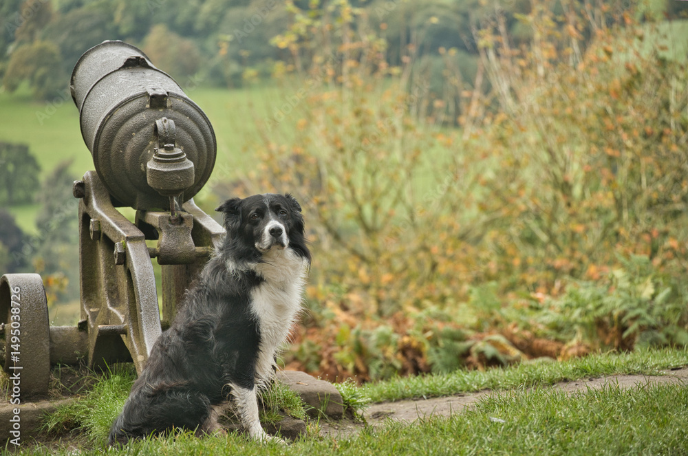 Obraz premium dog by a cannon