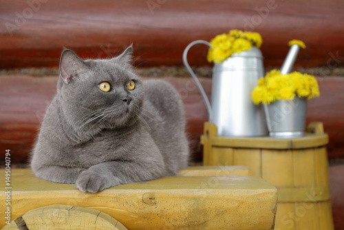 A grey cat sits on a yellow wooden bench, which is in front of a yellow wooden barrel with a metal watering can on it, filled with dandelion flowers, against a log wall.	