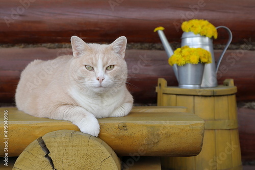 A red cat sits on a yellow wooden bench, which is in front of a yellow wooden barrel with a metal watering can on it, filled with dandelion flowers, against a log wall. 