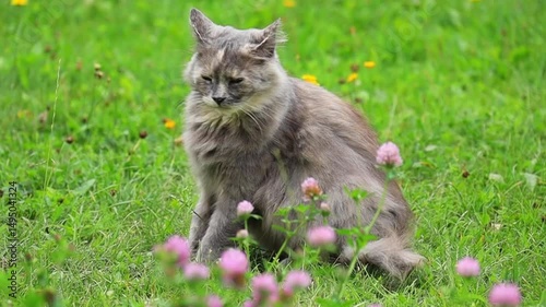A fluffy grey cat is resting on the green grass in slow motion. A pet on a green lawn in the summer.
