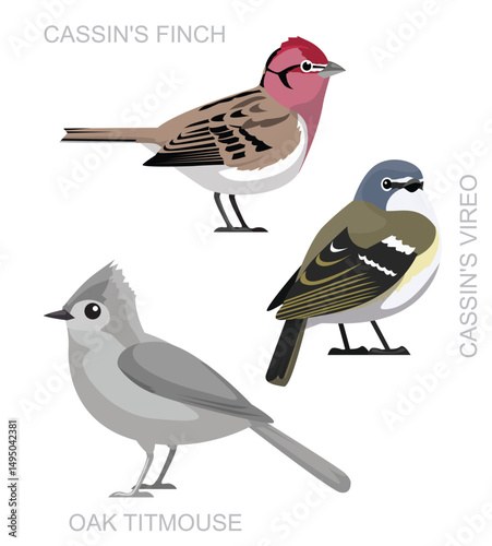 Cute Bird Titmouse Vireo Finch Set Cartoon Vector