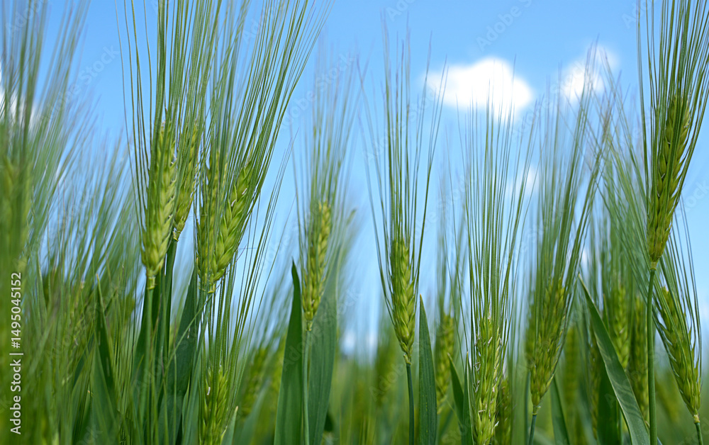 Fototapeta premium Close-up of green barley spikes against a clear blue sky on a sunny summer day