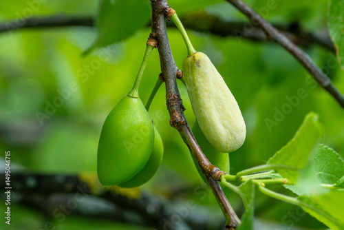 Pocket Plum disease (Taphrina pruni) on young plum fruits in spring. Variety 