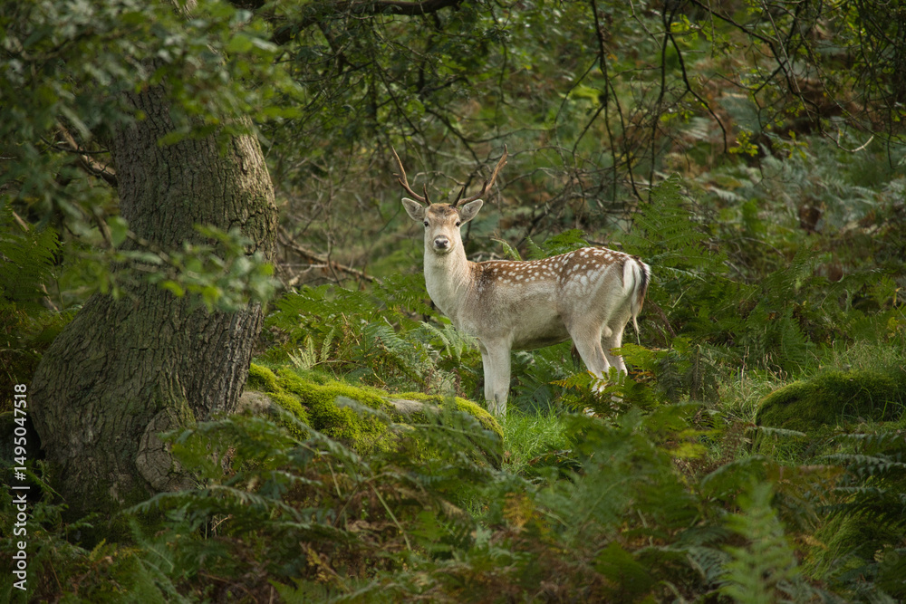 young deer in the woods young deer in the woods