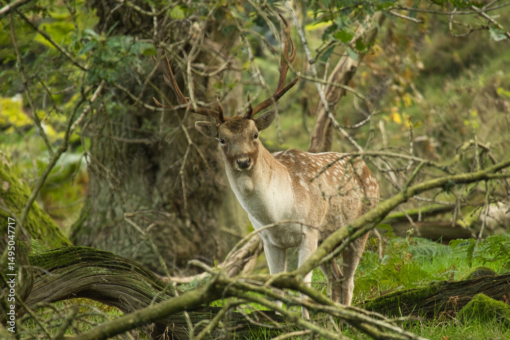 Naklejka premium stag in the woods