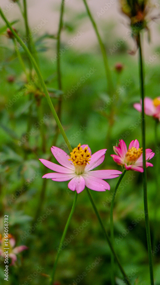Fototapeta premium photo of kenikir flowers blooming in the garden