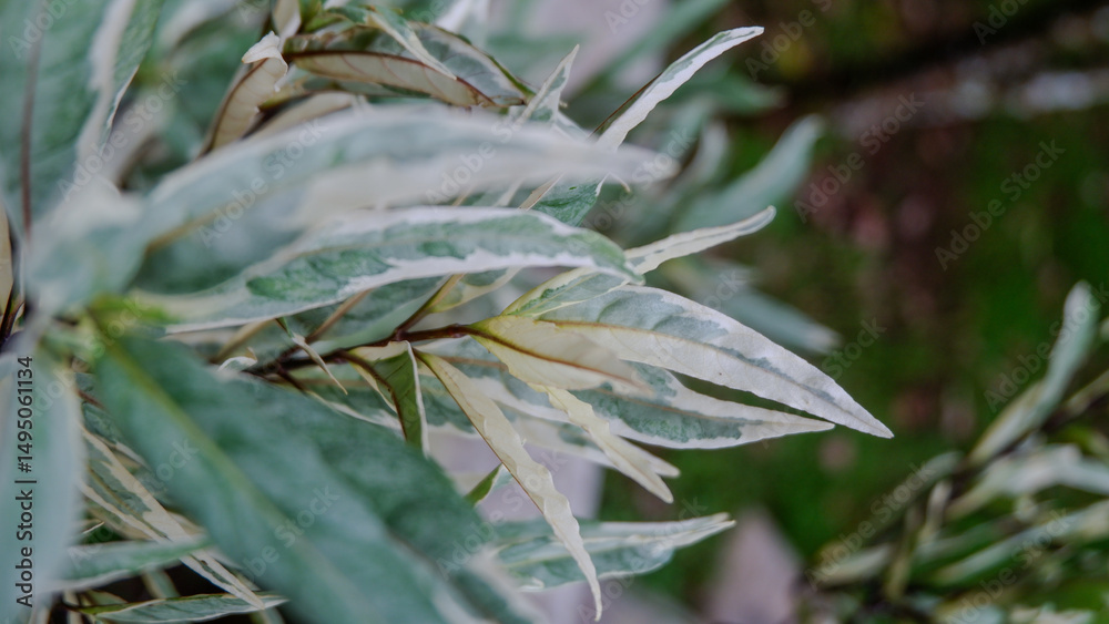 Obraz premium photo of gandarusa plants in the park