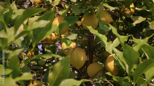 Fresh lemons grow on vibrant trees in a sunny orchard