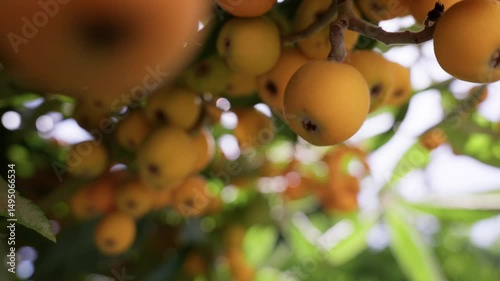 Exploring the beauty of ripe loquats on a sunny afternoon in a lush garden