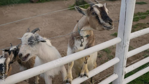 Goats interacting with visitors at a farm in the countryside during a sunny afternoon