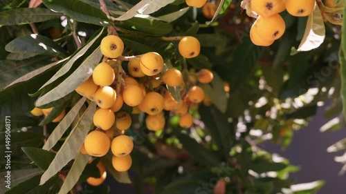 Beautiful loquat fruit hanging from tree branches in a sunny garden setting