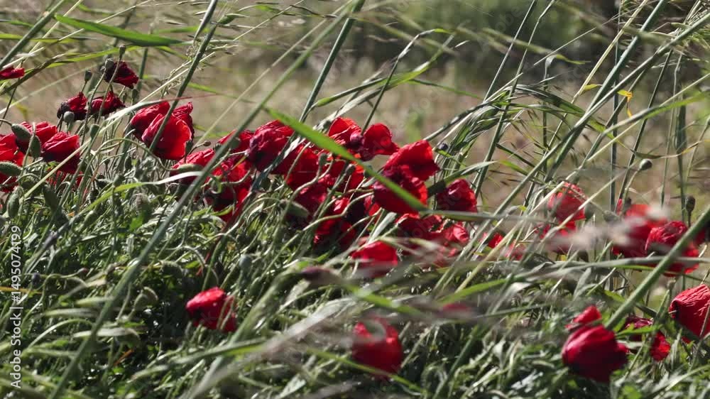 campo de amapolas rojas moviéndoselo  ondulantes con el viento