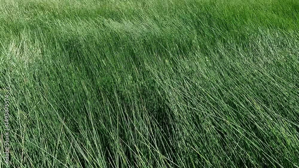 espigas verdes con movimientos violentos por el viento en un campo rural