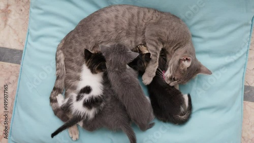 Mother cat cuddles with her adorable kittens on a soft blue cushion