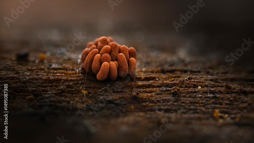 Slime molds. The smallest mushrooms in the world. Mysterious creatures of nature. Nature background. 