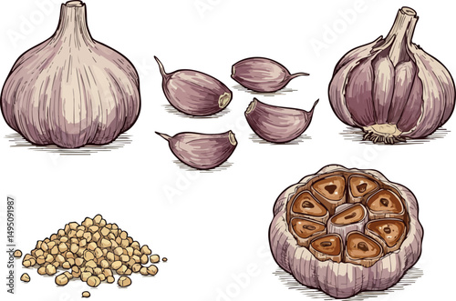 Garlic Bulbs Cloves and Minced Garlic in Natural Colors Culinary Ingredient Illustration vector 