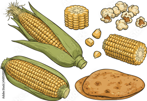 Corn kernels cob and popcorn vector illustration with detailed food elements 