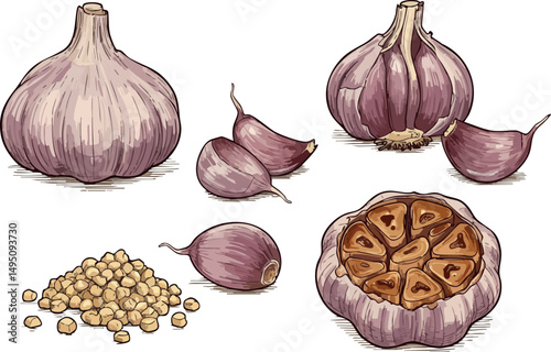 Garlic bulbs and cloves with peeled garlic pieces vector illustration natural food ingredient 