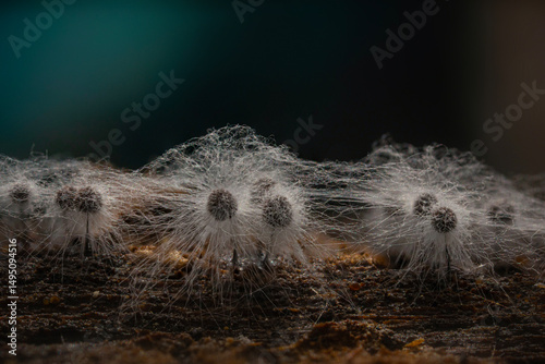 Slime molds. The smallest mushrooms in the world. Mysterious creatures of nature. Nature background. 