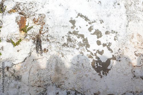 pared de cemento vintage pintada de blanco y deteriorada por el paso del tiempo con pequeñas vegetación verde entre sus rupturas
